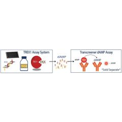 Enzolution&trade; TREX1 Assay System