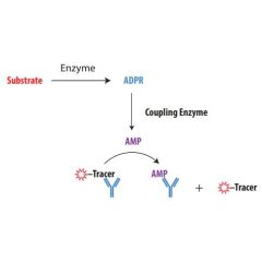 Schematic overview of Transcreener ADPR FP Assay.