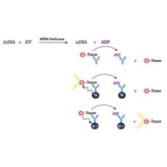 Enzolution&trade; WRN Helicase FP Assay System