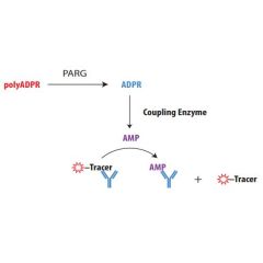 Enzolution&trade; PARG Assay System