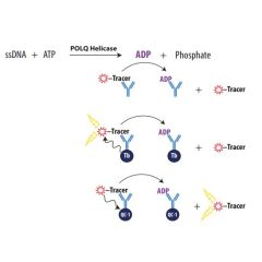 Enzolution&trade; POLQ Helicase ATPase FP Assay System