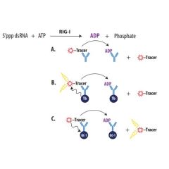 Enzolution&trade; RIG-I ATPase FI Assay System