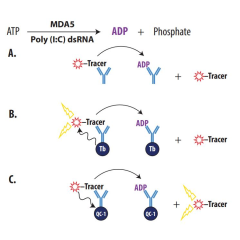 Enzolution&trade; MDA5 ATPase FI Assay System