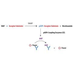 Schematic overview of Transcreener pADPr PARP FP Assay.