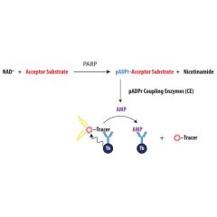 Schematic overview of Transcreener pADPr PARP TR-FRET Assay.