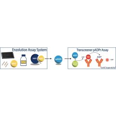 Schematic overview of the Enzolution&trade; PARP1 FP Assay System with the Transcreener pADPr PARP FP Assay.