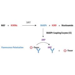 Schematic Overview of the Transcreener OAADPr SIRT FP Assay. OAADPr produced by the target SIRT enzyme is completely converted to AMP in real time by the OAADPr Coupling Enzyme. In the detection step, the CE reaction is quenched by EDTA, and AMP displaces
