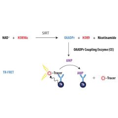 Schematic overview of Transcreener pADPr PARP TR-FRET Assay.