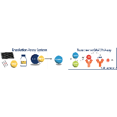 Schematic overview of the Enzolution™ SIRT1 FP Assay System with the Transcreener OAADPr SIRT Assay.