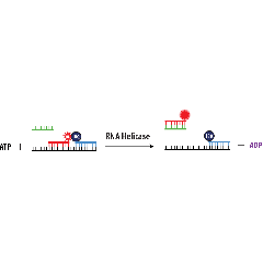 Schematic Overview of the CD38 Assay System with the Transcreener ADPR FP Assay.