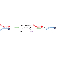 Schematic of Heliscreener&trade; WRN Helicase DNA Unwinding Assay.