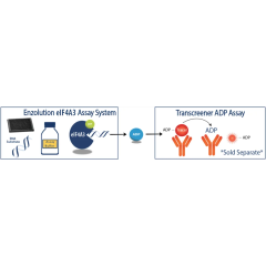 Schematic Overview of the DDX3 ATPase Assay System with the Transcreener® ADP2 Assays.