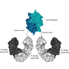 Schematic protein structure of GLP-1R (human):Fc (LALA-PG)-KIH (human) (rec.) (Prod. No. AG-40B-0272).