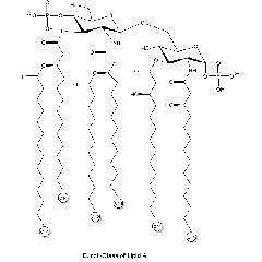 Lipid A from E. coli R515 (Re) TLRpure Sterile Solution