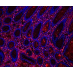 Glysite&trade; Scout Glycan Screening Kit - Immunofluorescence 594