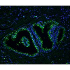 Glysite&trade; Scout Glycan Screening Kit - Immunofluorescence 488