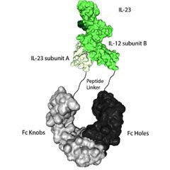 IL-23 (mouse):Fc-KIH (human) (rec.)