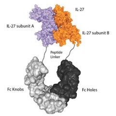 IL-27 (mouse):Fc-KIH (human) (rec.)