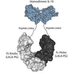 IL-10 (human):Fc (LALA-PG)-KIH (human) (rec.)