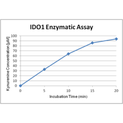 Activity assay figure of IDO (human) (rec.) (His) (highly active) (AG-40B-0161). IDO (human) has been tested with a protocol using catalase (see our website). The specific activity has been calculated to be >100’000U/mg protein with L-tryptophan as substr