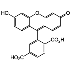 6-FAM