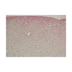 Immunohistochemical staining using anti-Dibromo-tyrosine, mAb (3A5).