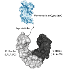 Protein structure of Cystatin C (monomer):Fc (silent) InVivoKine™ (Prod. No. AG-40B-0294).