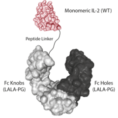 Protein structure of IL-2 (human) (monomeric):Fc (LALA-PG)-KIH (human) (rec.) (Prod. No. AG-40B-0263).