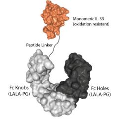 IL-33 (oxidation resistant) (human) (monomeric):Fc (LALA-PG)-KIH (human) (rec.)