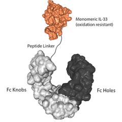 IL-33 (oxidation resistant) (human) (monomeric):Fc-KIH (human) (rec.)