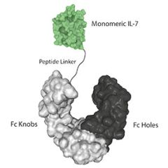 Protein structure of IL-7 (human) (monomeric):Fc-KIH (human) (rec.) (Prod. No. AG-40B-0238).