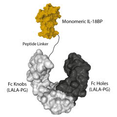 Protein structure of IL-18BP (human) (monomeric):Fc (LALA-PG)-KIH (human) (rec.) (Prod. No. AG-40B-0276).