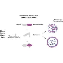 Neutrophil Labelling with Myelotracker