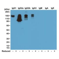 Western blot of nonreduced(-) and reduced(+) mouse IgG1κ and IgG1λ (20ng/lane), using 0.2ug/mL of RevMAb clone RM103. This antibody reacts to nonreduced IgG1κ (~150 kDa), and slightly reacts to reduced κ light chain (~25 kDa).