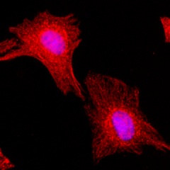 Immunocytochemical staining of HeLa cells, using Anti-α-Tubulin RevMAb Clone RM113 at 1/200 dilution (red). Nuclei have been labeled with DAPI (blue).