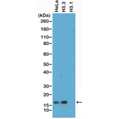 Western Blot of HeLa whole cell lysate, recombinant Histone H3.3 and Histone H3.1 proteins, using RM190 at 1 ug/mL, showed a band of histone H3.3 in HeLa cells and recombinant H3.3 protein, and no cross activity with Histone H3.1.