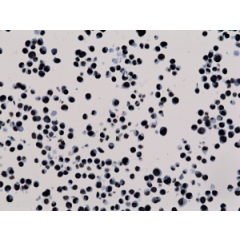 Immunohistochemistry staining of HepG2 cells using Anti-Trimethyl-Histone H3 (Lys27) antibody, RM175.