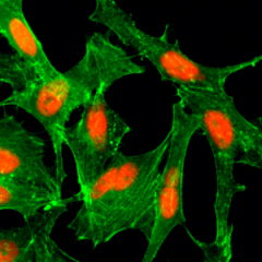 Immunocytochemical staining of HeLa cells treated with sodium butyrate, using anti-Acetyl-Histone H4 (Lys12) Rabbit Monoclonal Antibody (clone RM202) (red). Actin filaments have been labeled with fluorescein phalloidin (green).