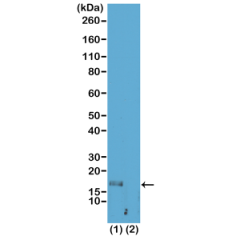 Western Blot of acid extracts of HeLa cells (1) and recombinant histone H3.3 (2), using RM180 at 1 ug/mL, showed a band of histone H3 monomethylated at Lysine 56 (K56me1) in HeLa cells