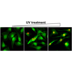 Immunocytochemistry of HeLa cells using gamma H2AX Rabbit mAb RM224 (red). Actin filaments have been labeled with fluorescein phalloidin (green).