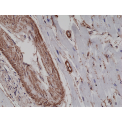 Immunohistochemical staining of formalin fixed and paraffin embedded human heart tissue sections using Anti-alpha smooth muscle Actin RM253 at a 1:2500 dilution.