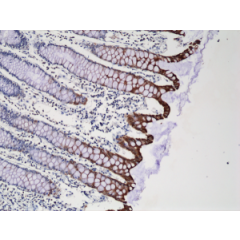 Immunohistochemical staining of formalin fixed and paraffin embedded human colon tissue sections using Anti-CK20 Rabbit Monoclonal Antibody (Clone RM283) at a 1:250 dilution.