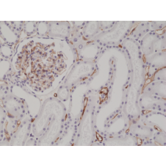 Immunohistochemical staining of formalin fixed and paraffin embedded human kidney tissue section using anti-CD34 rabbit monoclonal antibody (Clone RM300) at a 1:200 dilution.