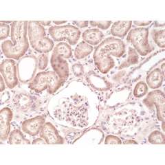 Immunohistochemical staining of formalin fixed and paraffin embedded human kidney tissue section using anti-B-raf rabbit monoclonal antibody (Clone RM308) at a 1:500 dilution.
