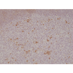 Immunohistochemical staining of formalin fixed and paraffin embedded human tonsil tissue section using anti-OX40 rabbit monoclonal antibody (Clone RM313) at a 1:500 dilution.