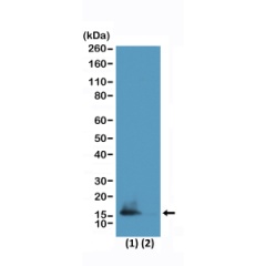 Western Blot of HeLa cells (1) and recombinant histone H3.3 (2) using RM322 at 0.5 ug/mL.