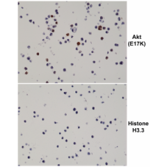 anti-Akt (E17K Mutant) (human), Rabbit Monoclonal (RM336) (Biotin)