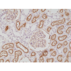 Immunohistochemical staining of formalin fixed and paraffin embedded human kidney tissue section using anti-CD10 rabbit monoclonal antibody (Clone RM337) at a 1:200 dilution.