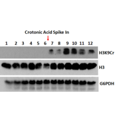 Western Blot using Anti-Histone H3K9cr Rabbit Monoclonal Antibody RM339 against H3K9cr[Crotonyl-Histone H3 (Lys9)]. Anti-Histone H3 and anti-G6PDH were used as controls. A crotonylation inducing metabolite was used to increase the H3K9cr signal.