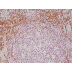 Immunohistochemical staining of formalin fixed and paraffin embedded human Tonsil tissue section using anti-CD3e rabbit monoclonal antibody (Clone RM344) at a 1:200 dilution.